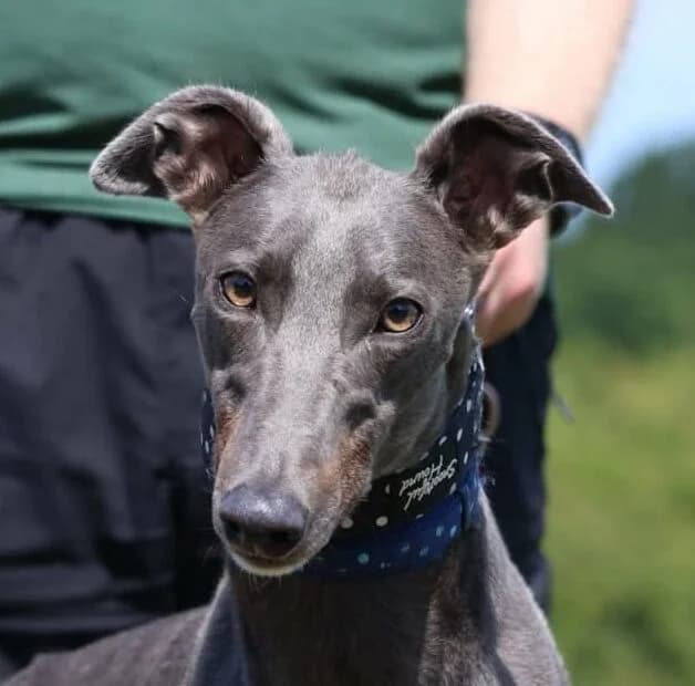 Captain,  Greyhound for adoption at Forest Dog Rescue