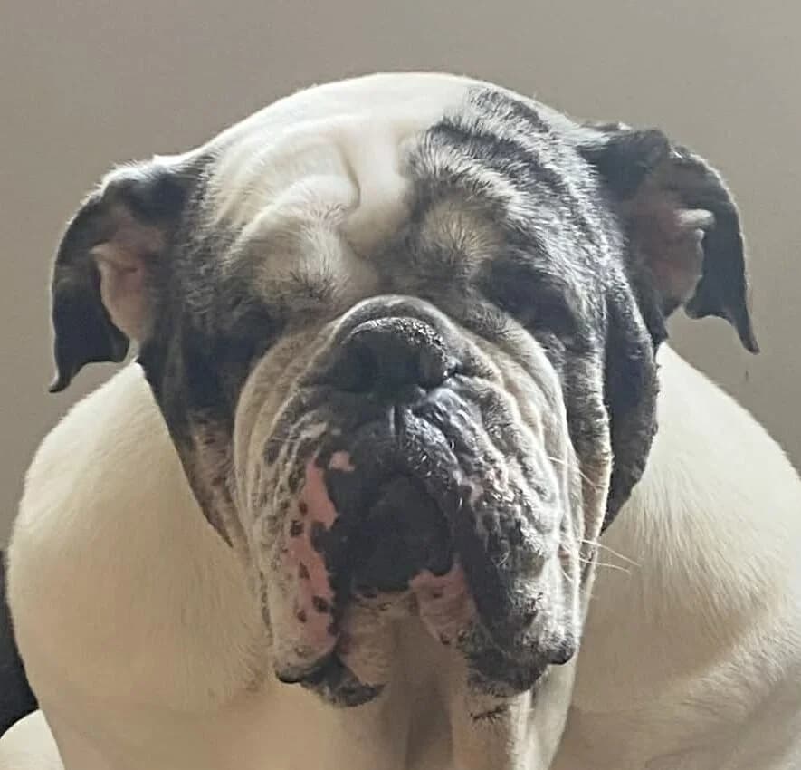 Cardi,  English Bulldog for adoption at Forest Dog Rescue