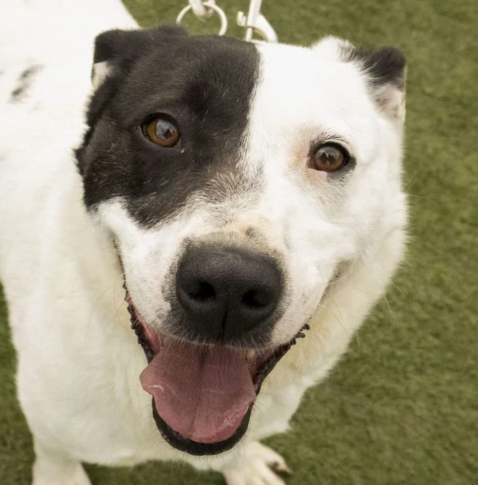 Carlo,  Mixed Breed for adoption at Forest Dog Rescue