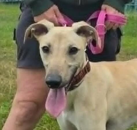 Cheddar,  Lurcher for adoption at Forest Dog Rescue