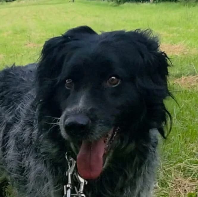 Chip,  Mixed Breed for adoption at Forest Dog Rescue