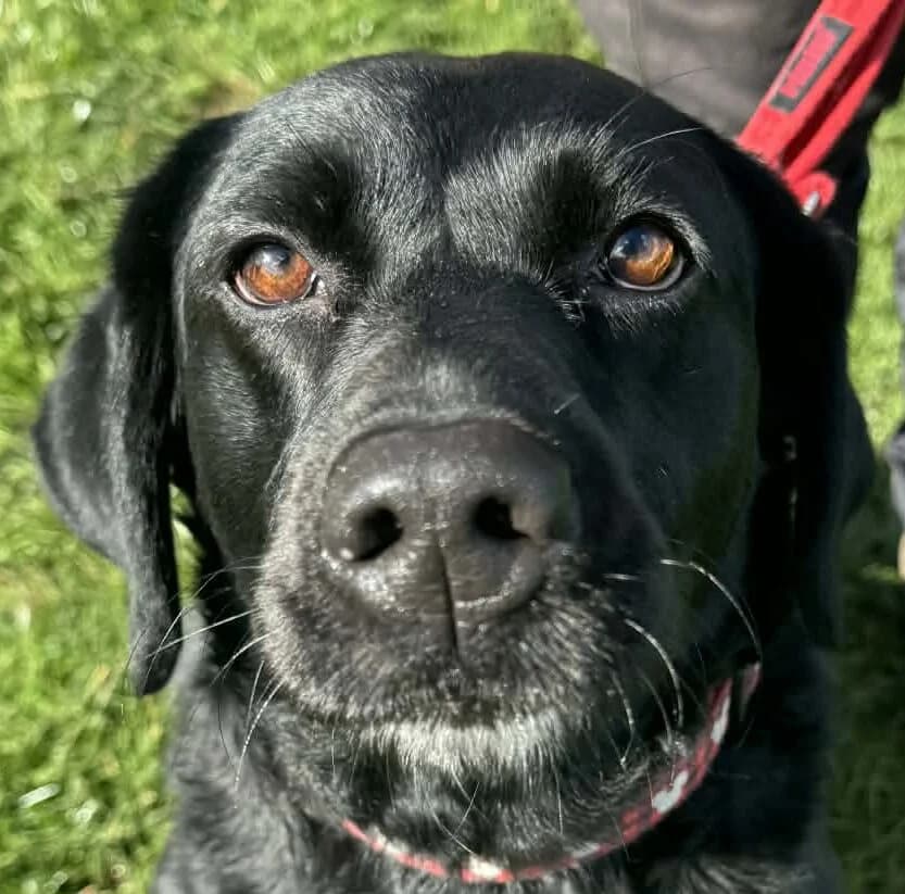 Darla,  Labrador Retriever for adoption at Forest Dog Rescue