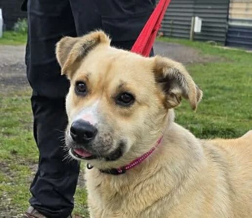 Dolly,  Mixed Breed for adoption at Forest Dog Rescue