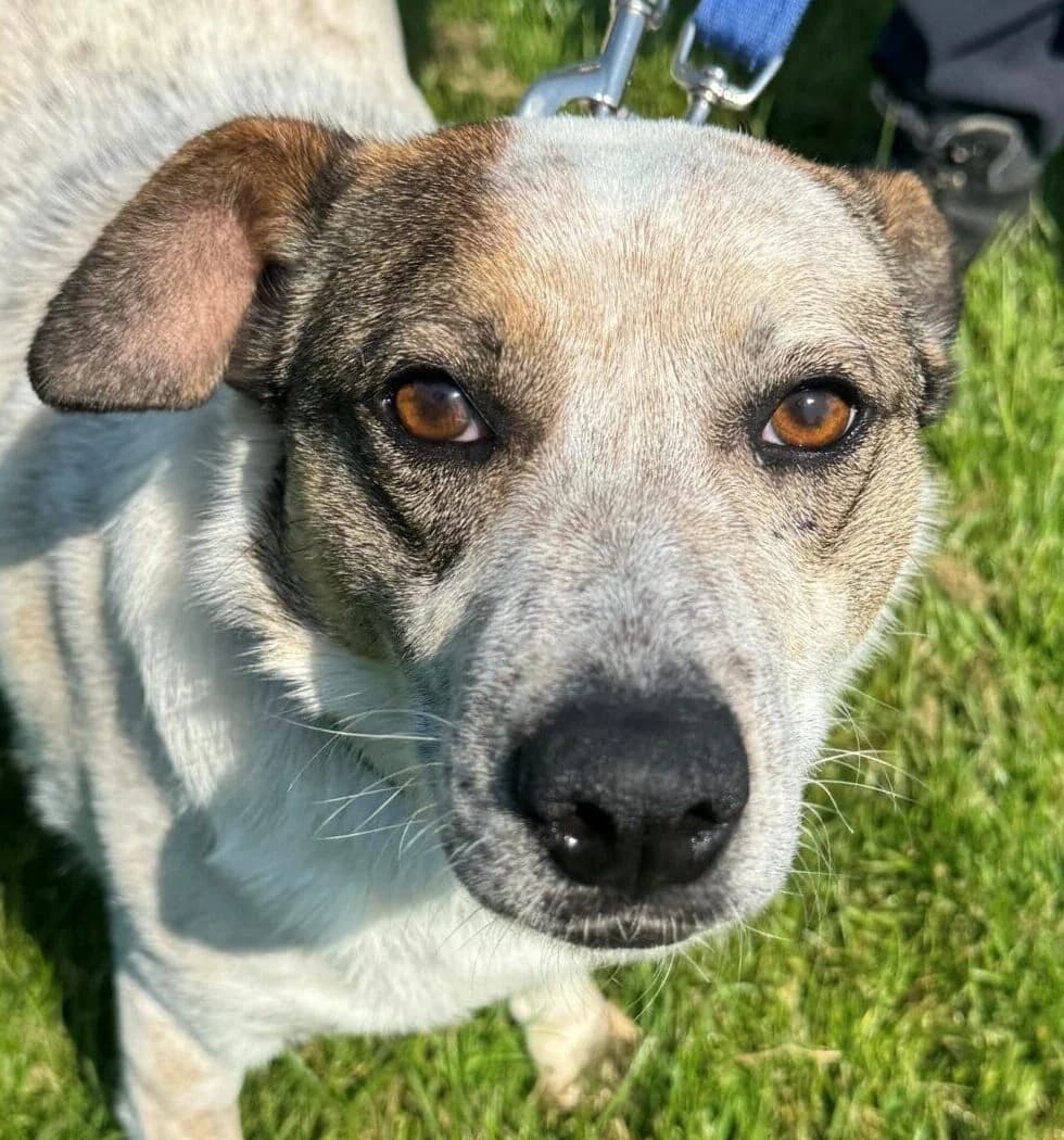 Fay, Mixed Breed (Forest Dog Rescue)
