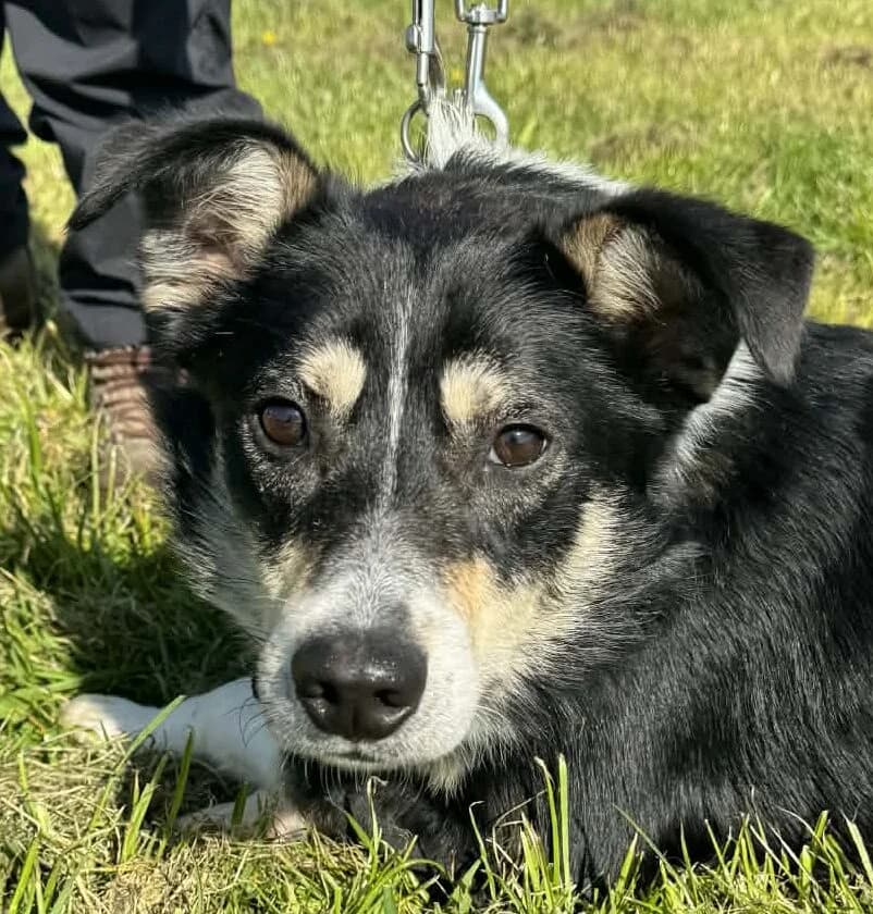 Gary,  Collie for adoption at Forest Dog Rescue