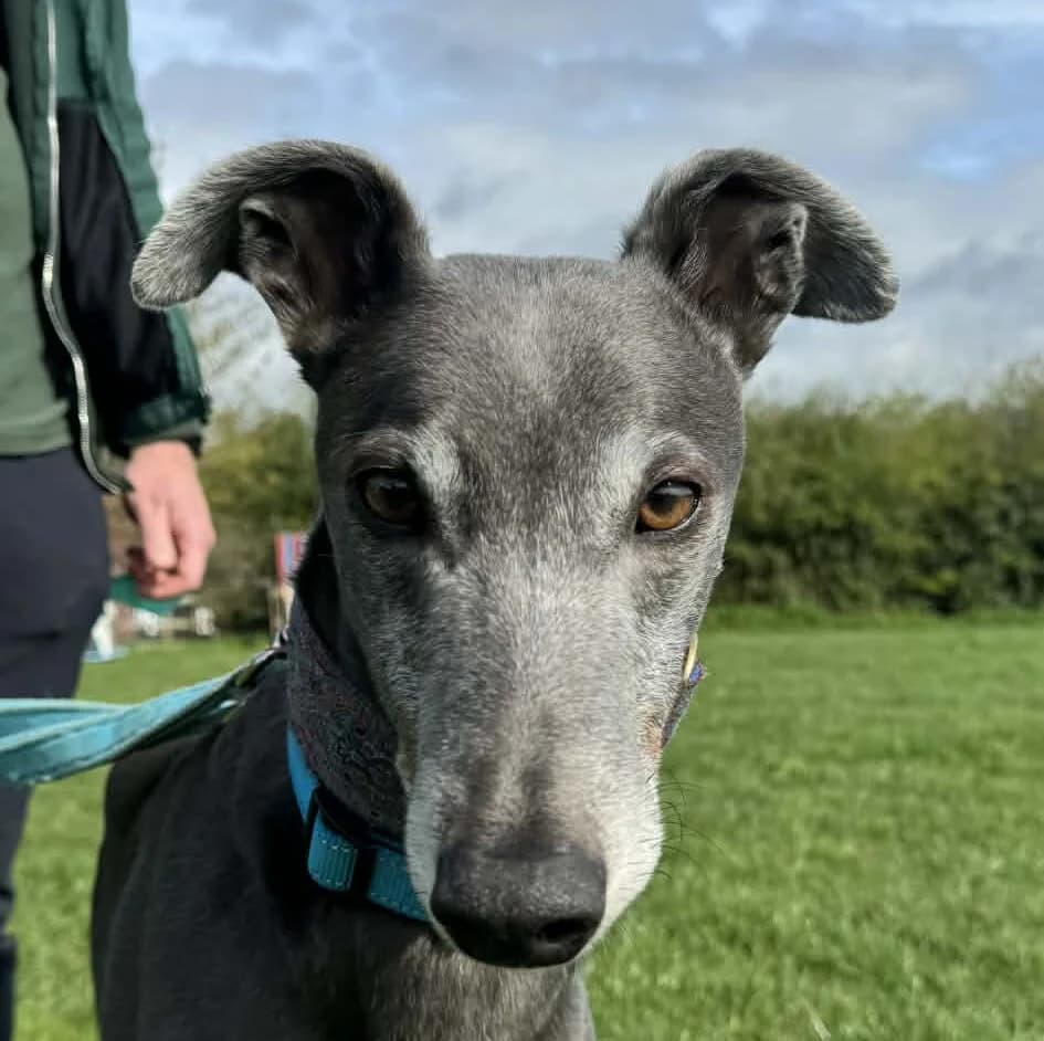 Geoff,  Greyhound for adoption at Forest Dog Rescue