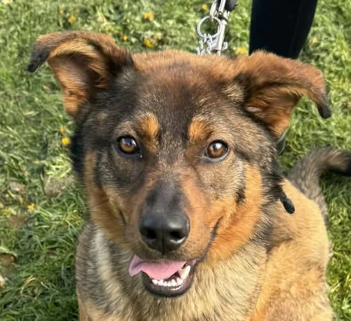 Ginger,  Mixed Breed for adoption at Forest Dog Rescue