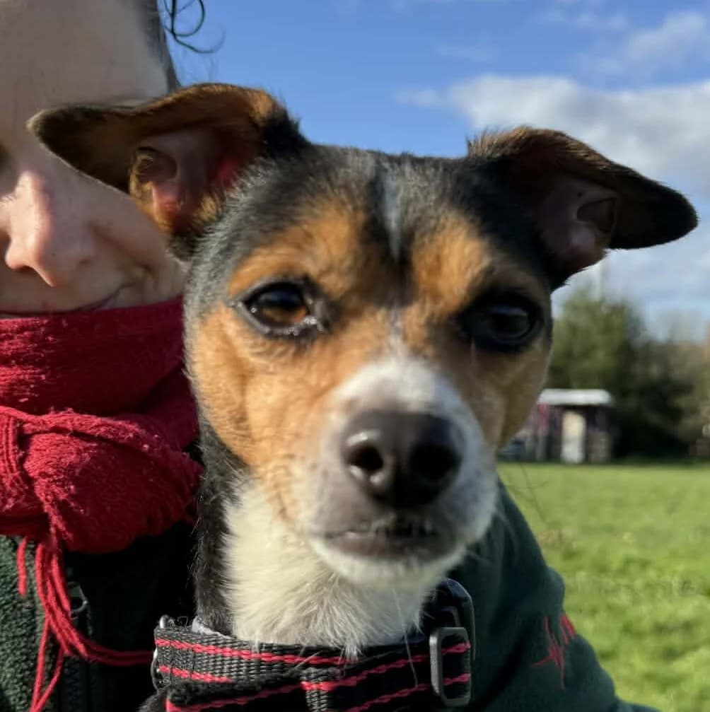 Hendrix,  Chihuahua for adoption at Forest Dog Rescue