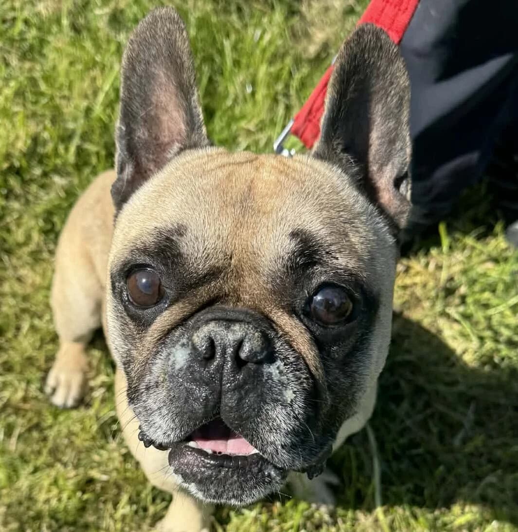 Hugo,  English Bulldog for adoption at Forest Dog Rescue