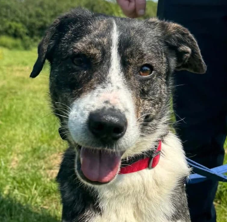 Jack, Mixed Breed (Forest Dog Rescue)