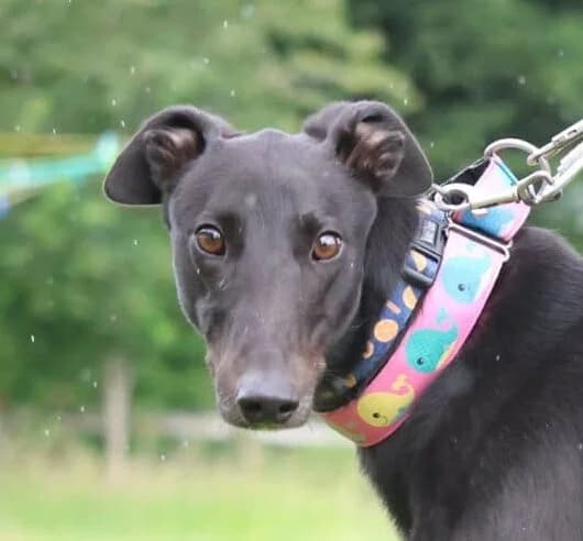 Jet,  Greyhound for adoption at Forest Dog Rescue