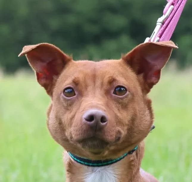 Joni,  mixed breed for adoption at Forest Dog Rescue