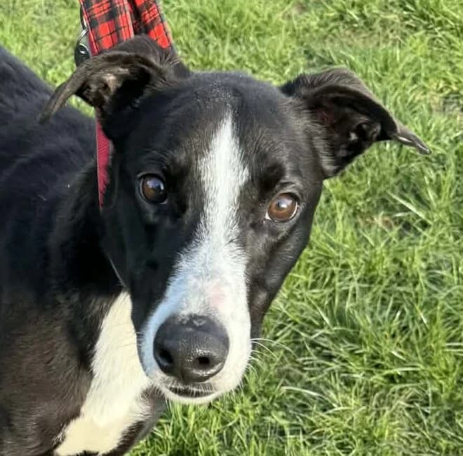 Jovi,  Lurcher for adoption at Forest Dog Rescue