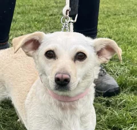 Lena,  Mixed Breed for adoption at Forest Dog Rescue