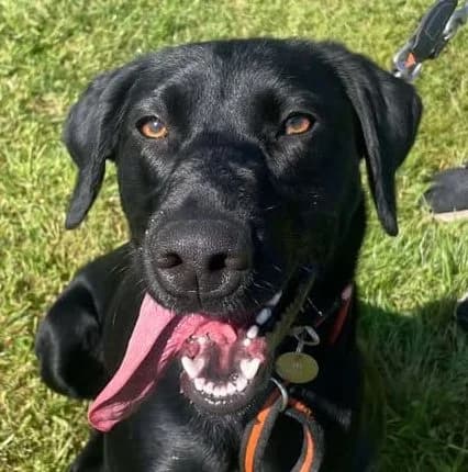 Molly,  mixed breed for adoption at Forest Dog Rescue