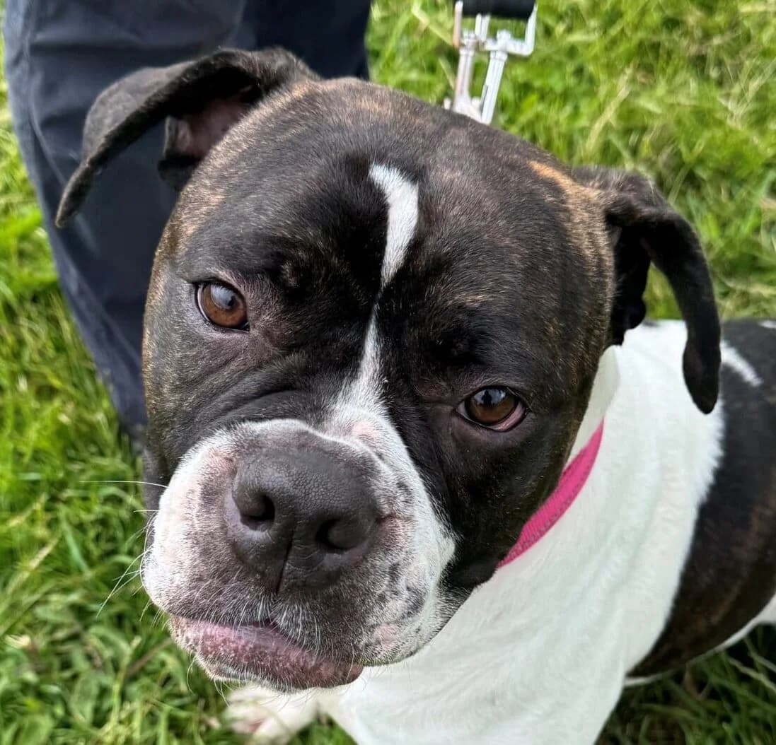 Nellie,  mixed breed for adoption at Forest Dog Rescue