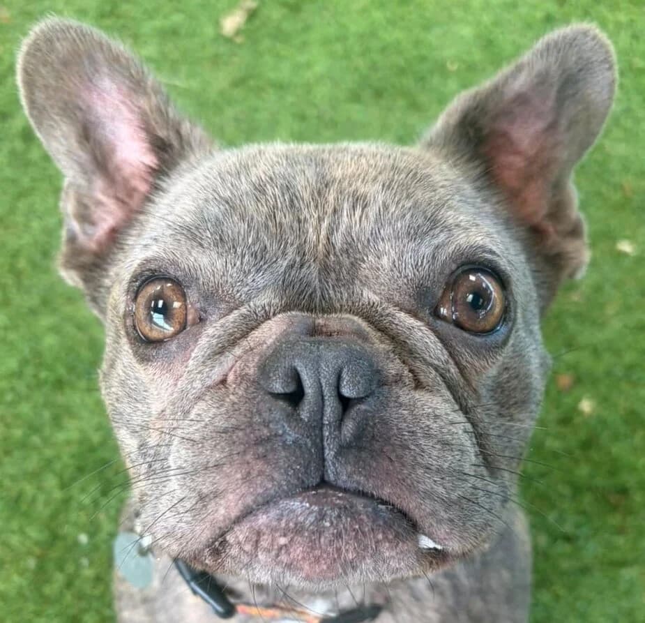 Patti,  English Bulldog for adoption at Forest Dog Rescue