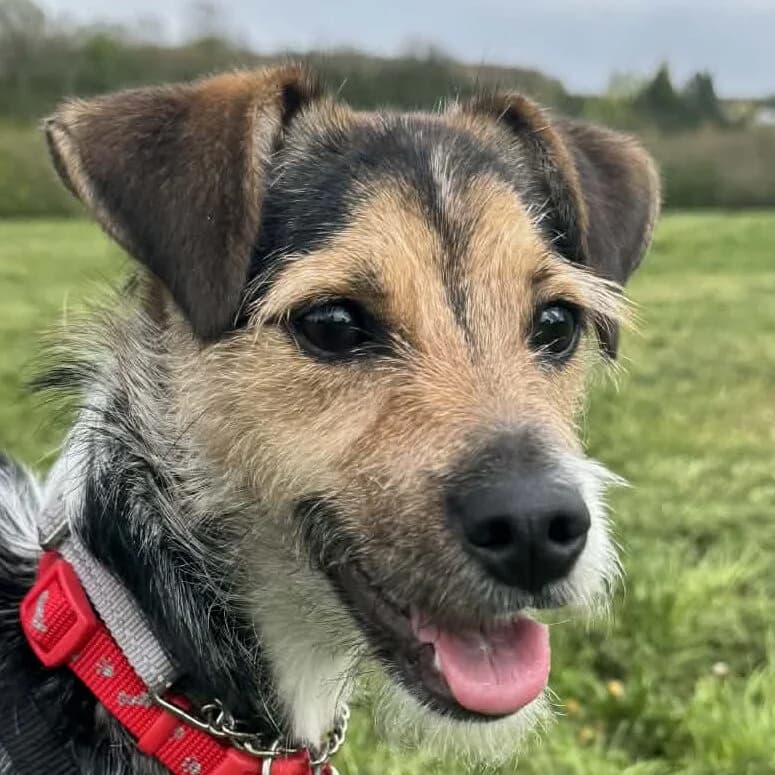 Peggy,  mixed breed for adoption at Forest Dog Rescue