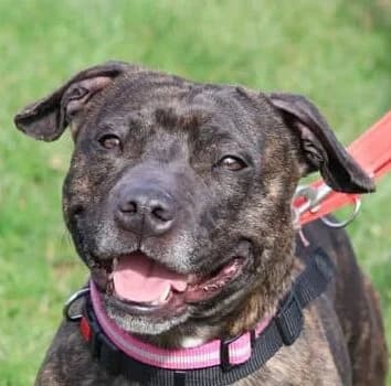 Pippin,  mixed breed for adoption at Forest Dog Rescue