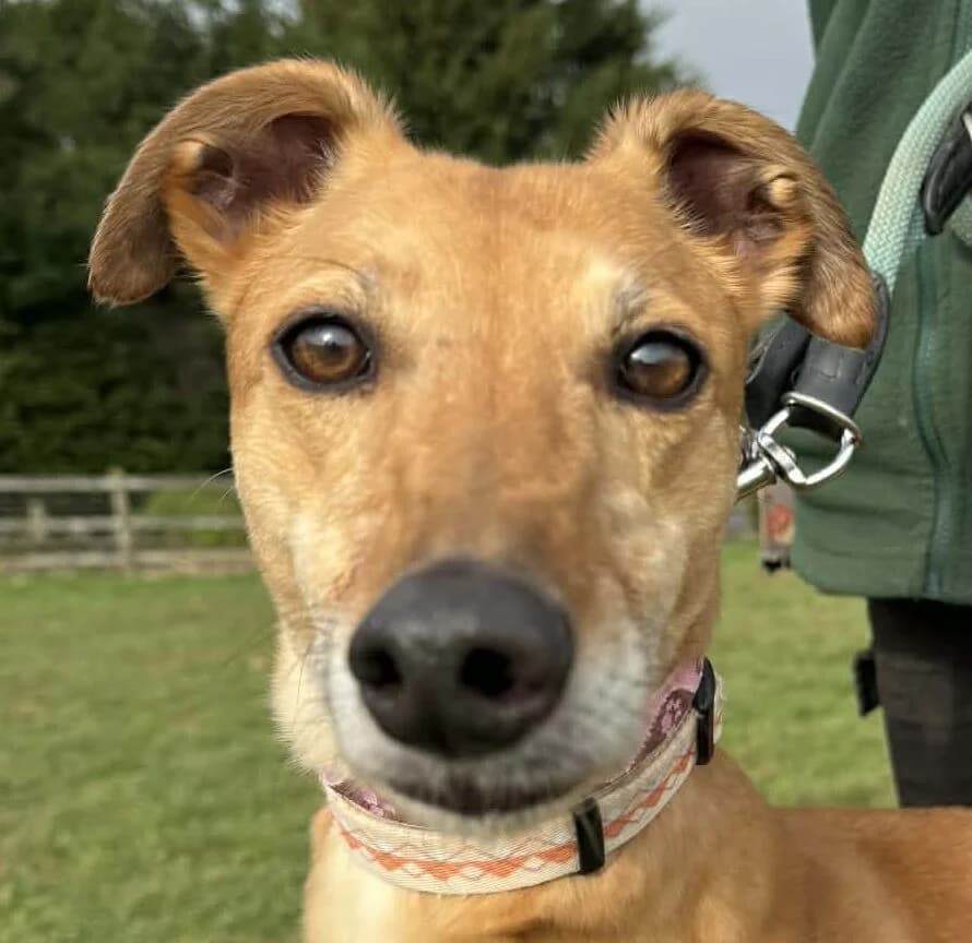 Rhonda,  Lurcher for adoption at Forest Dog Rescue