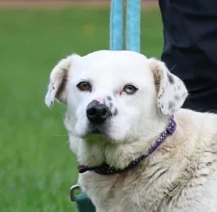 Roddy,  Mixed Breed for adoption at Forest Dog Rescue