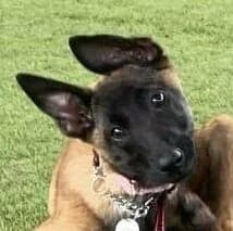 Rose,  Belgian Malinois for adoption at Forest Dog Rescue