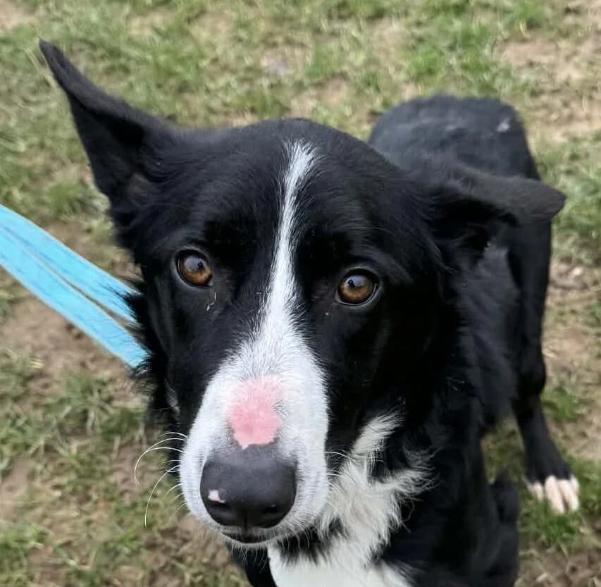 Ross,  Collie for adoption at Forest Dog Rescue
