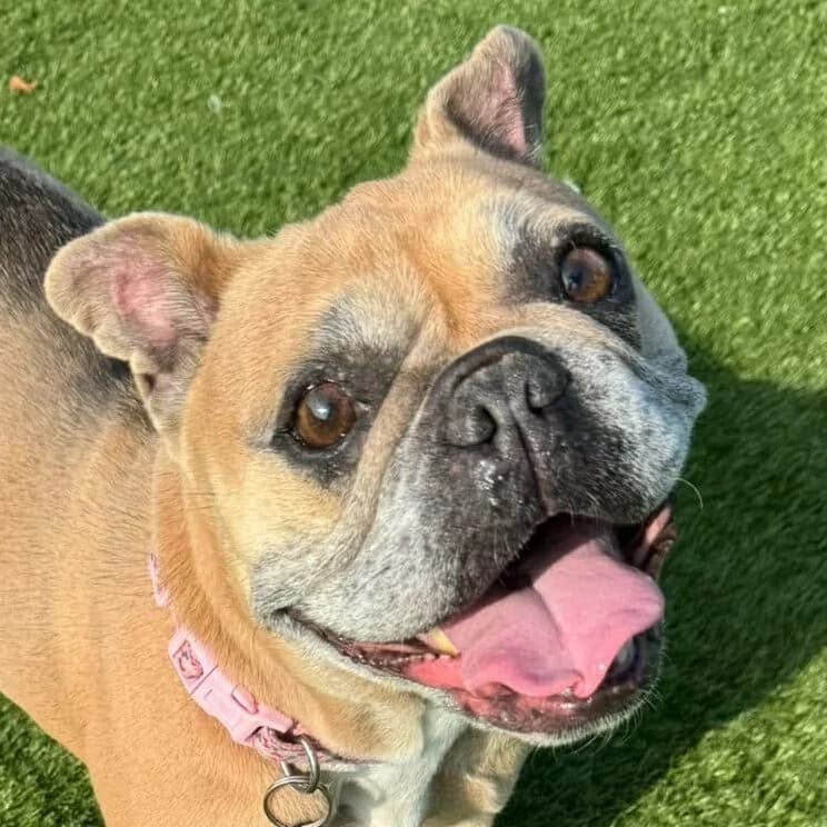 Roxi, English Bulldog for adoption at Forest Dog Rescue