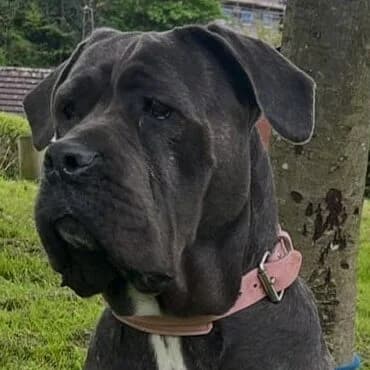 Roxy,  Cane Corso for adoption at Forest Dog Rescue