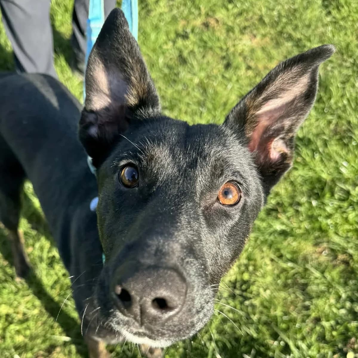 Script,  Mixed Breed for adoption at Forest Dog Rescue