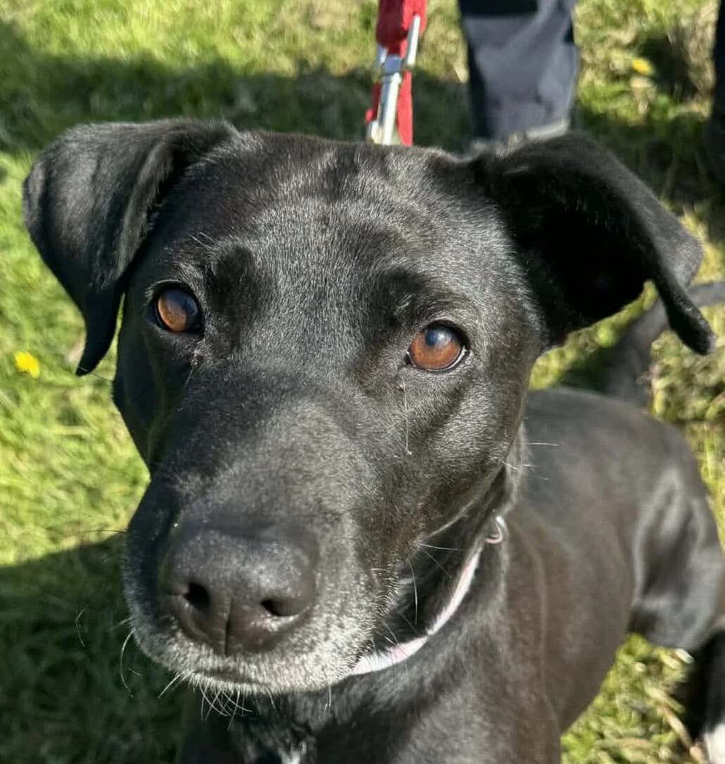Sheeba,  Mixed Breed for adoption at Forest Dog Rescue