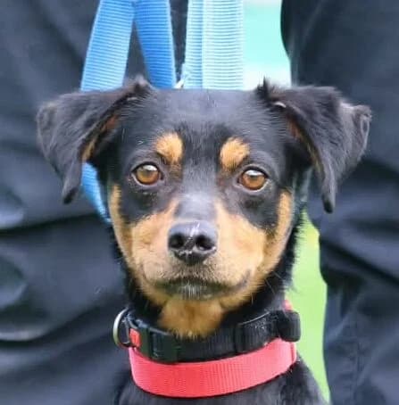 Stuart,  Mixed Breed for adoption at Forest Dog Rescue