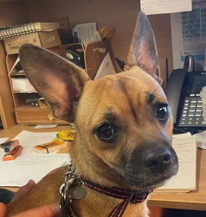 Tessie,  mixed breed for adoption at Forest Dog Rescue