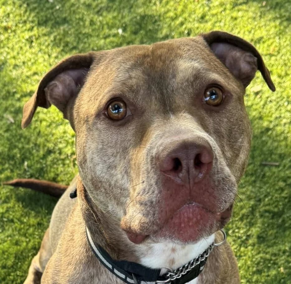 Tyga,  mixed breed for adoption at Forest Dog Rescue