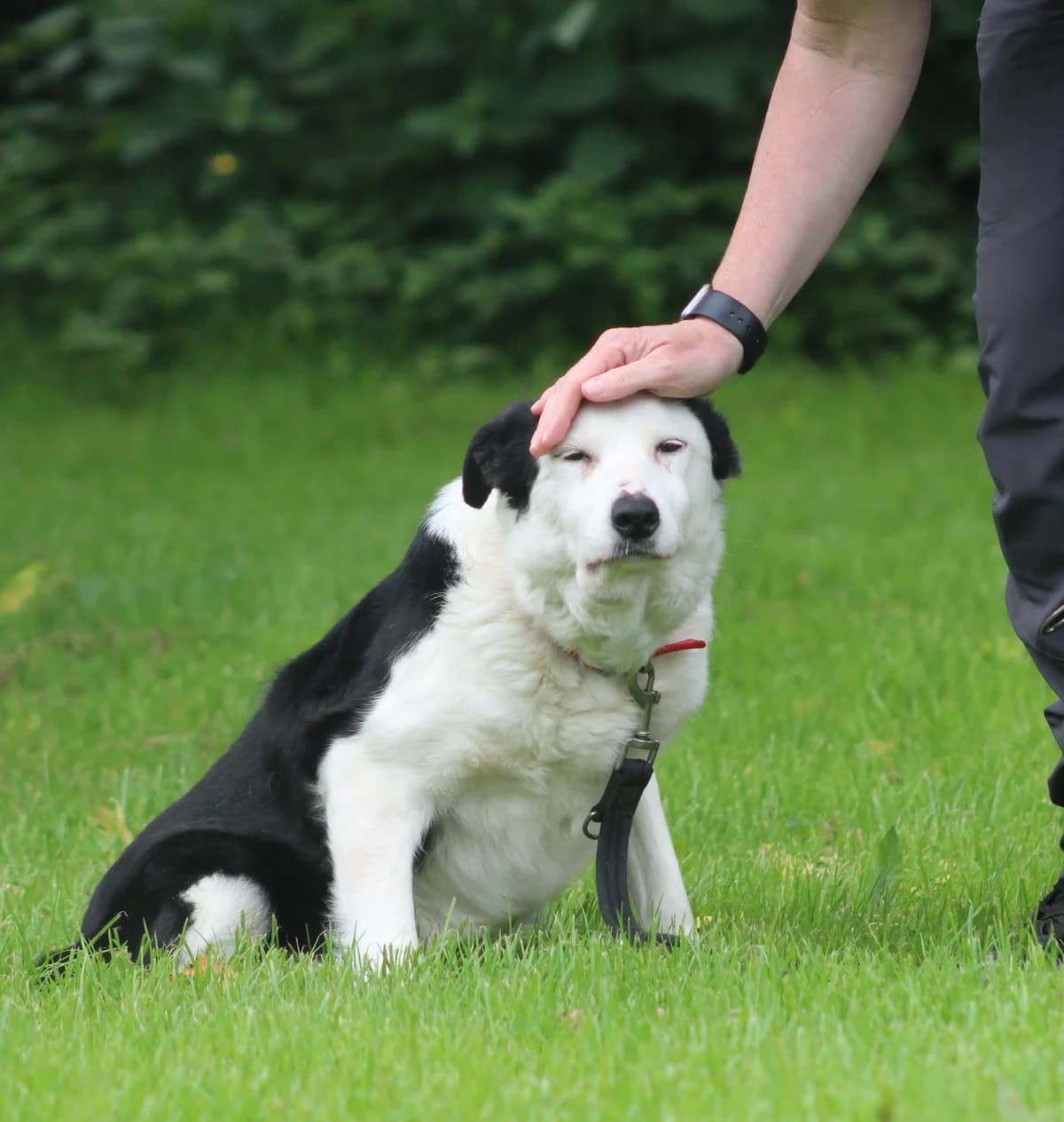 Bella – still under assessment, female senior Border Collie for adoption at Freedom of Spirit Trust for Border Collies