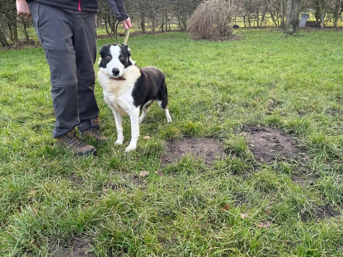 Cap, male Border Collie for adoption at Freedom of Spirit Trust for Border Collies