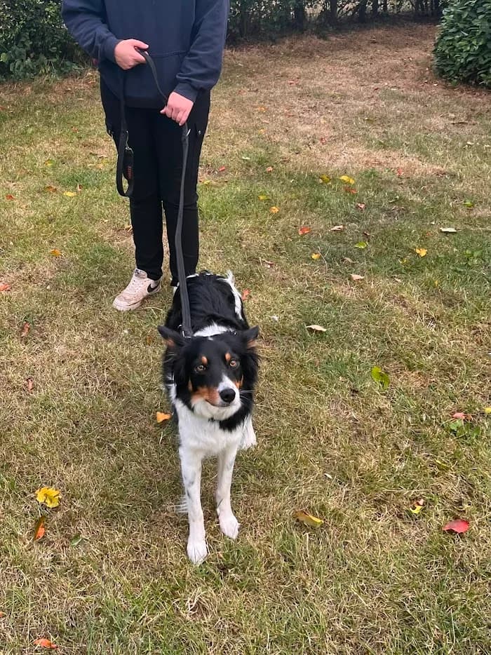 Flick, female Border Collie for adoption at Freedom of Spirit Trust for Border Collies