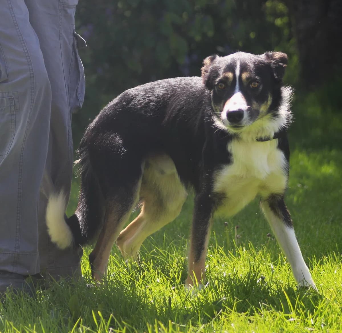 Gary, male 3yo Border Collie for adoption at Freedom of Spirit Trust for Border Collies