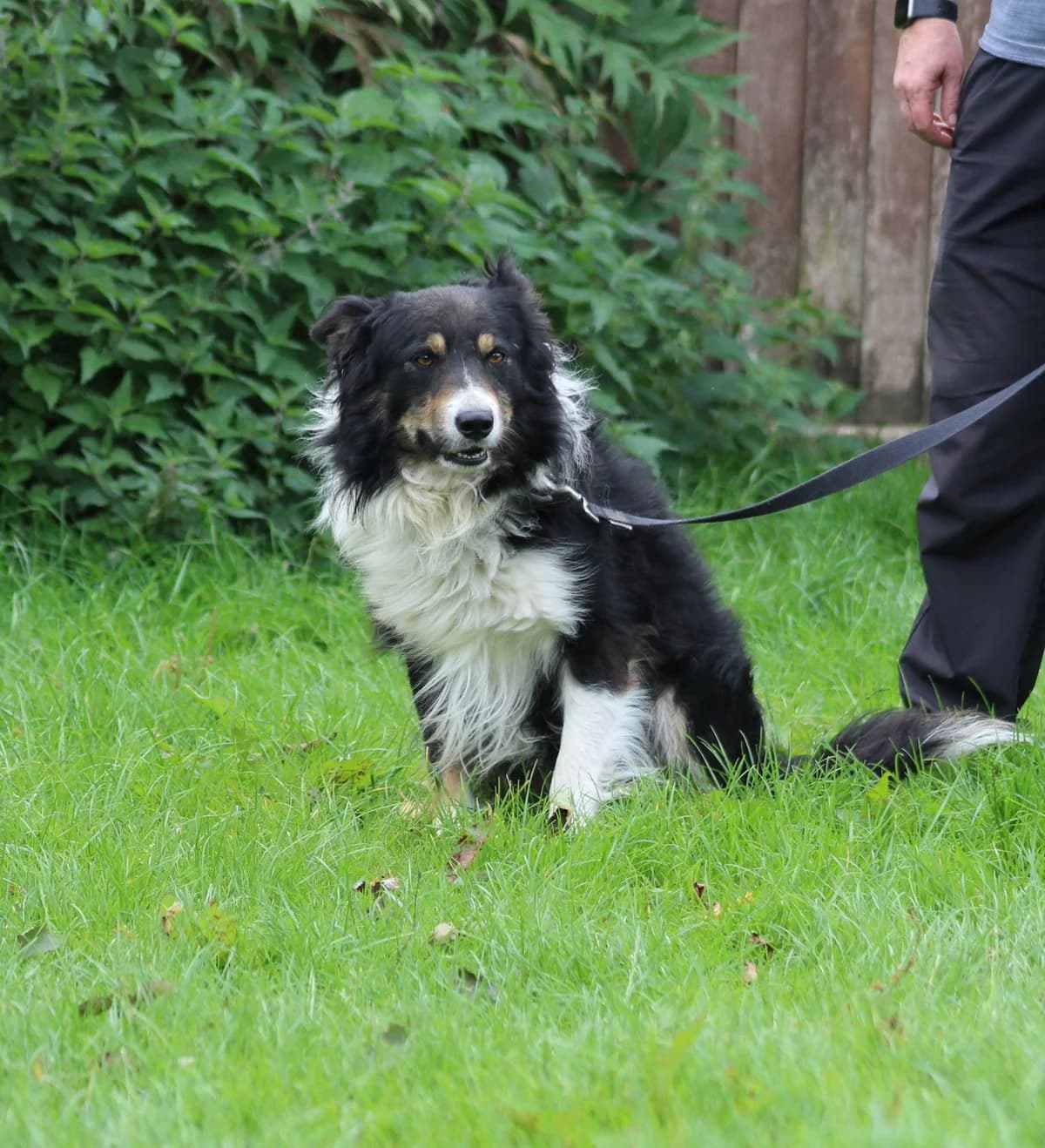 Jim needs a very patient and experienced home, male Border Collie for adoption at Freedom of Spirit Trust for Border Collies