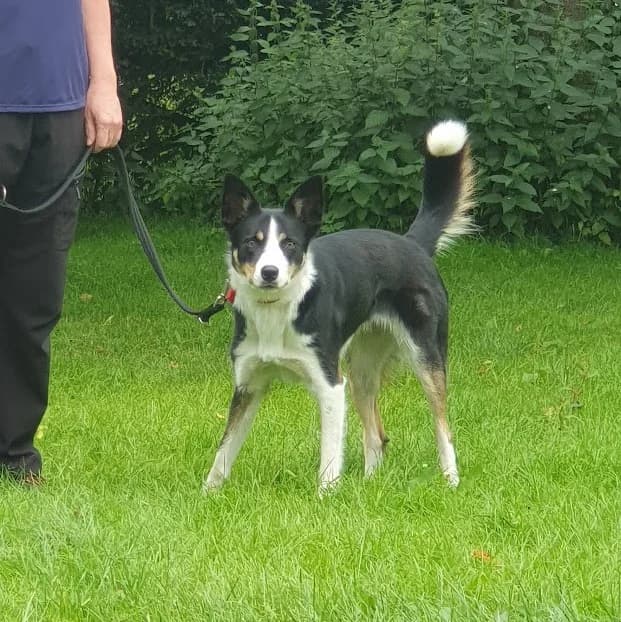 Maggie, female young Border Collie for adoption at Freedom of Spirit Trust for Border Collies