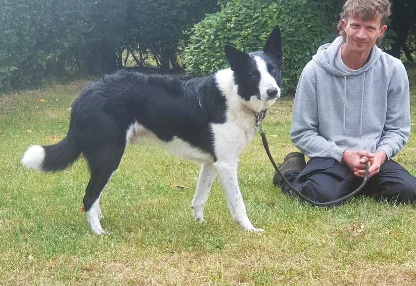 Merlin, male Border Collie for adoption at Freedom of Spirit Trust for Border Collies
