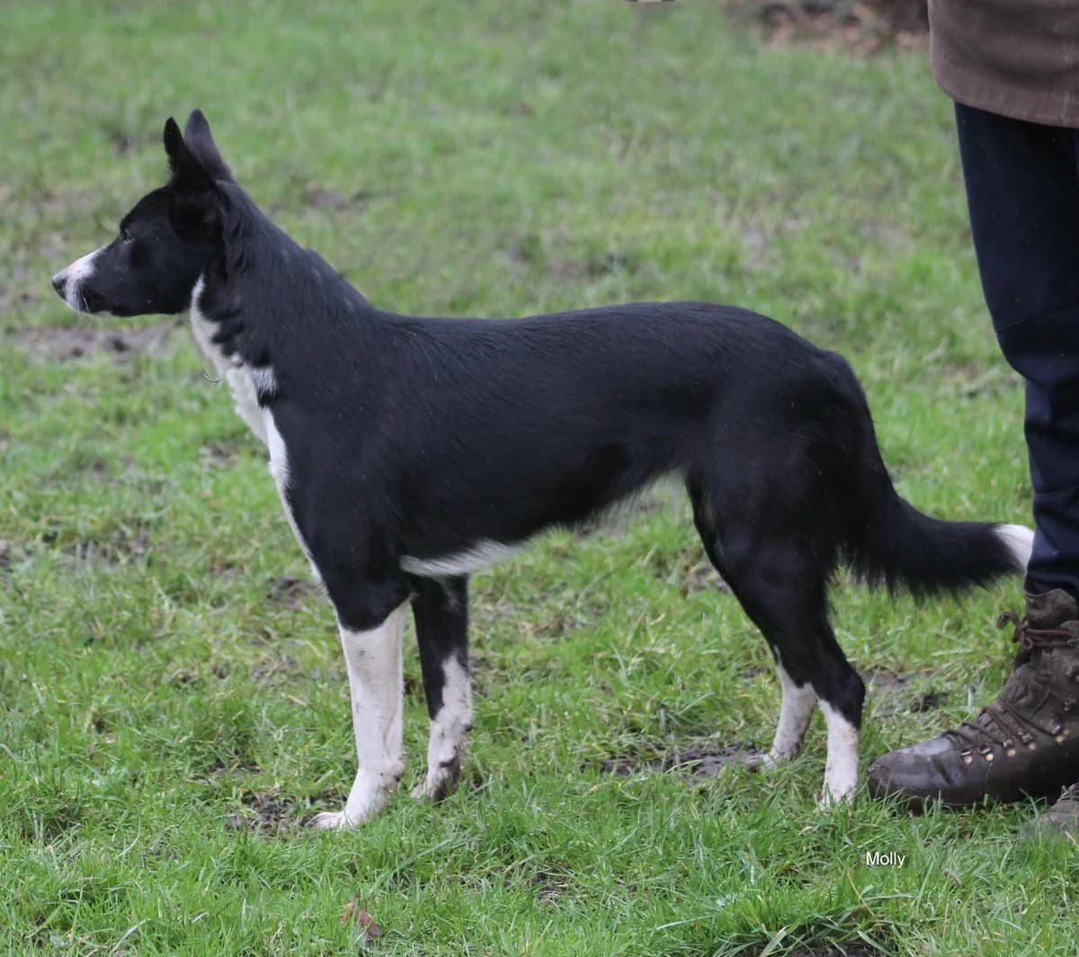 Molly, female Border Collie for adoption at Freedom of Spirit Trust for Border Collies