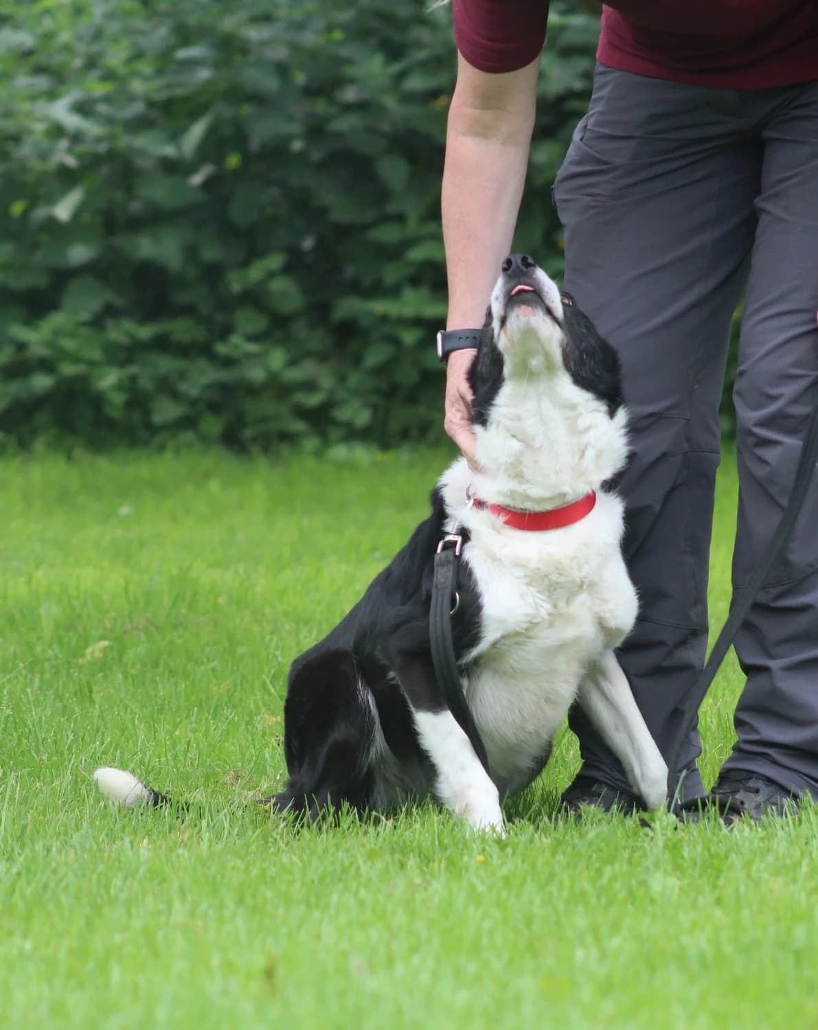 Peg, Border Collie (Freedom of Spirit Trust for Border Collies)
