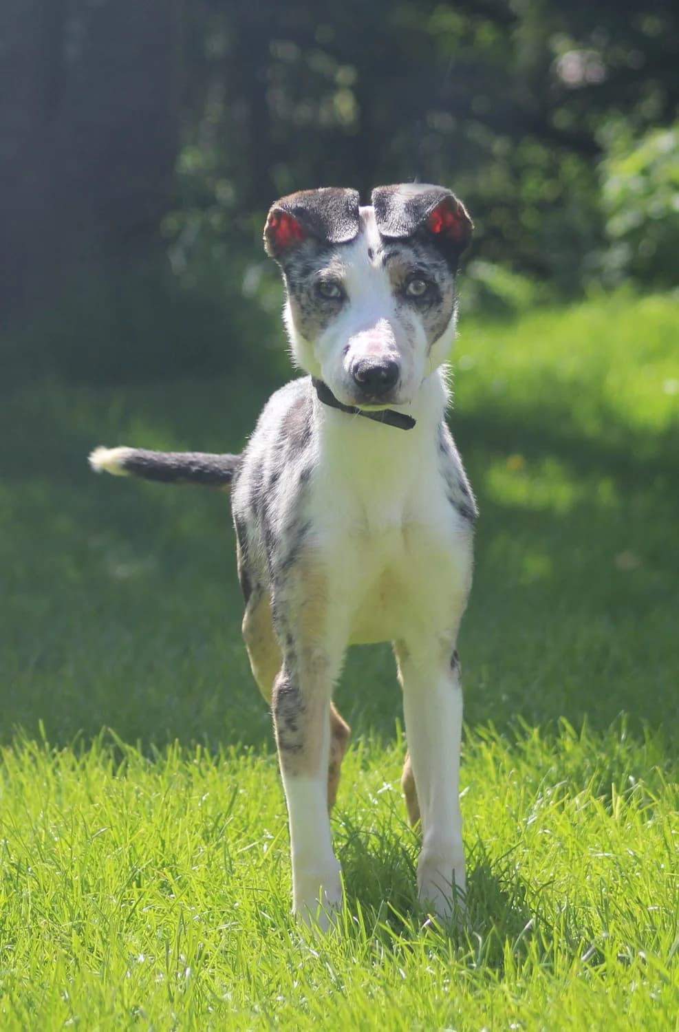 Pippa, female puppy Border Collie for adoption at Freedom of Spirit Trust for Border Collies