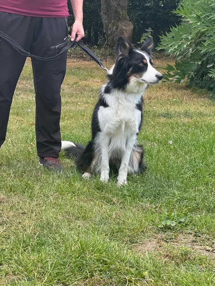 Rocky, male Border Collie for adoption at Freedom of Spirit Trust for Border Collies