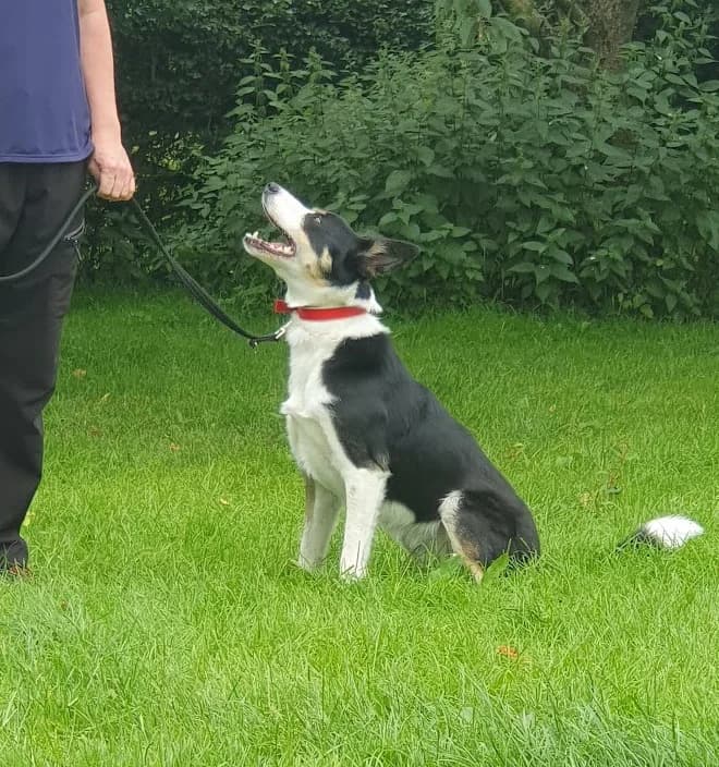 Roy, male Border Collie for adoption at Freedom of Spirit Trust for Border Collies