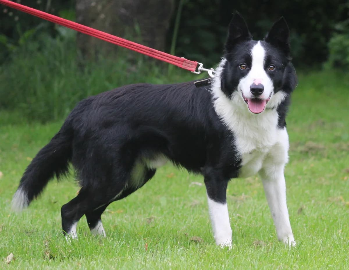 Sam – still under assessment, male Border Collie for adoption at Freedom of Spirit Trust for Border Collies