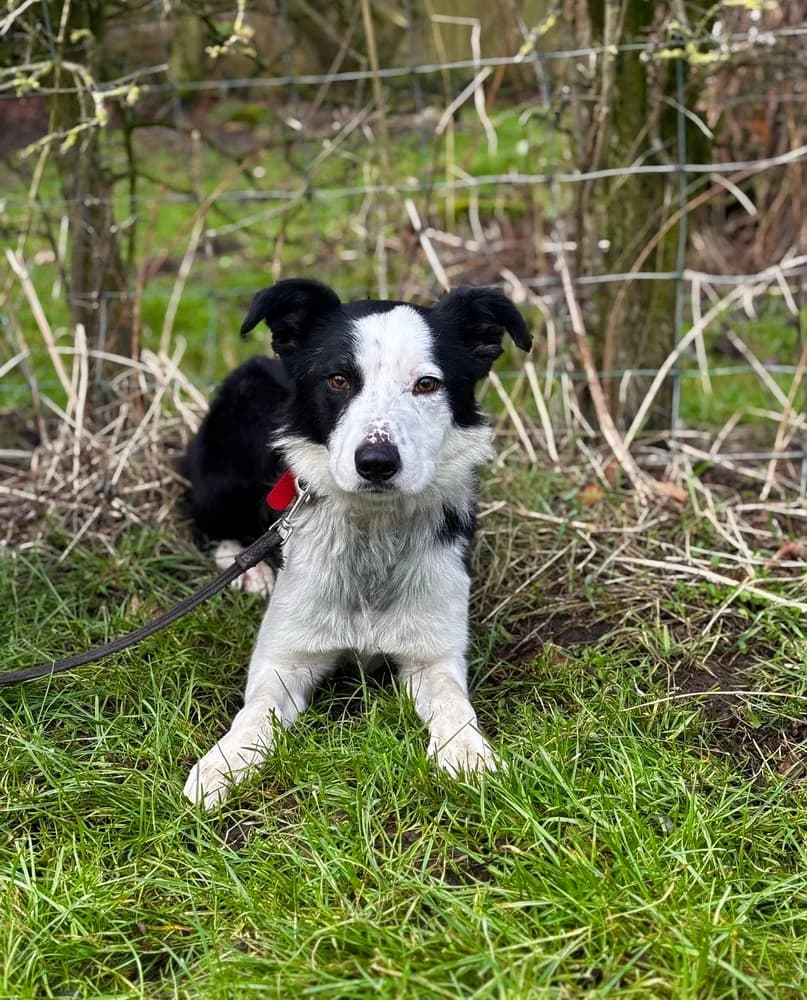 Spot, male Border Collie for adoption at Freedom of Spirit Trust for Border Collies