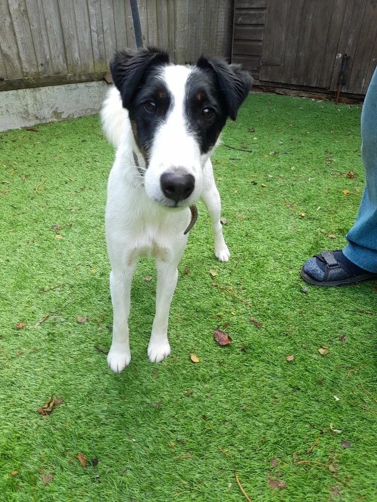 Pip,  mixed breed for adoption at Fox Terrier Rescue UK, Southburgh