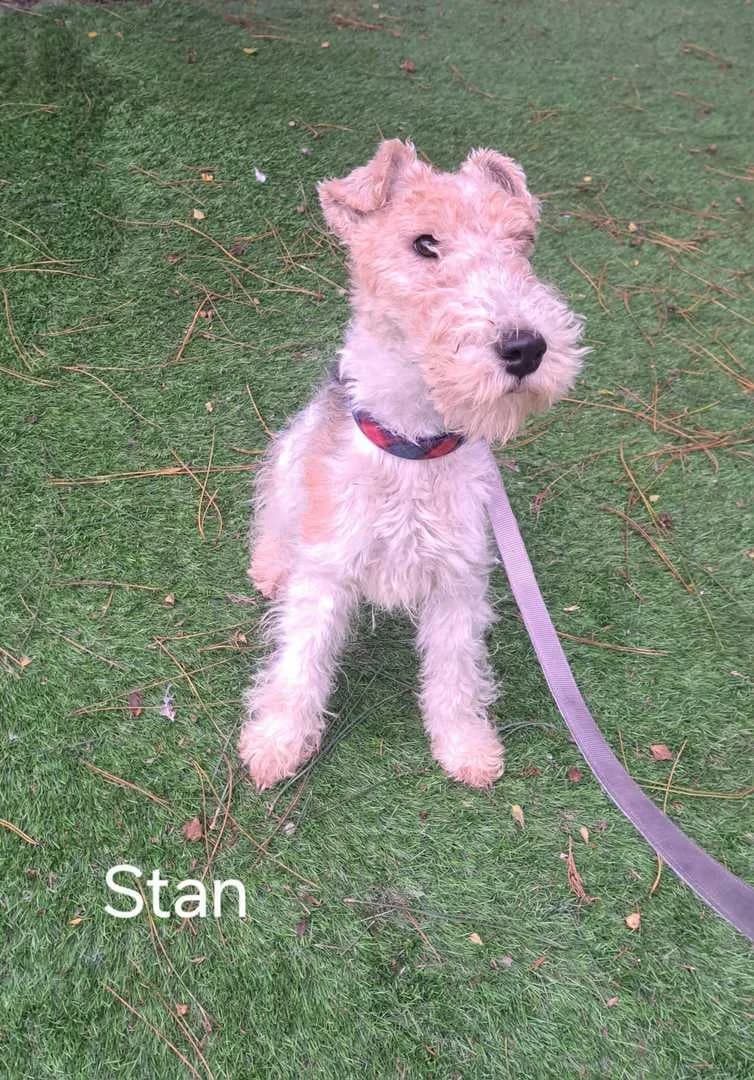 Stan, male young mixed breed for adoption at Fox Terrier Rescue UK, Southburgh